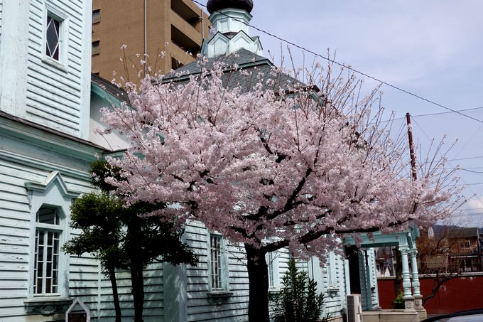 京都ハリストス正教会の桜